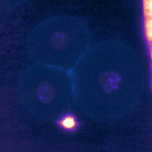 Advanced microscopy image of embryos developing in real time