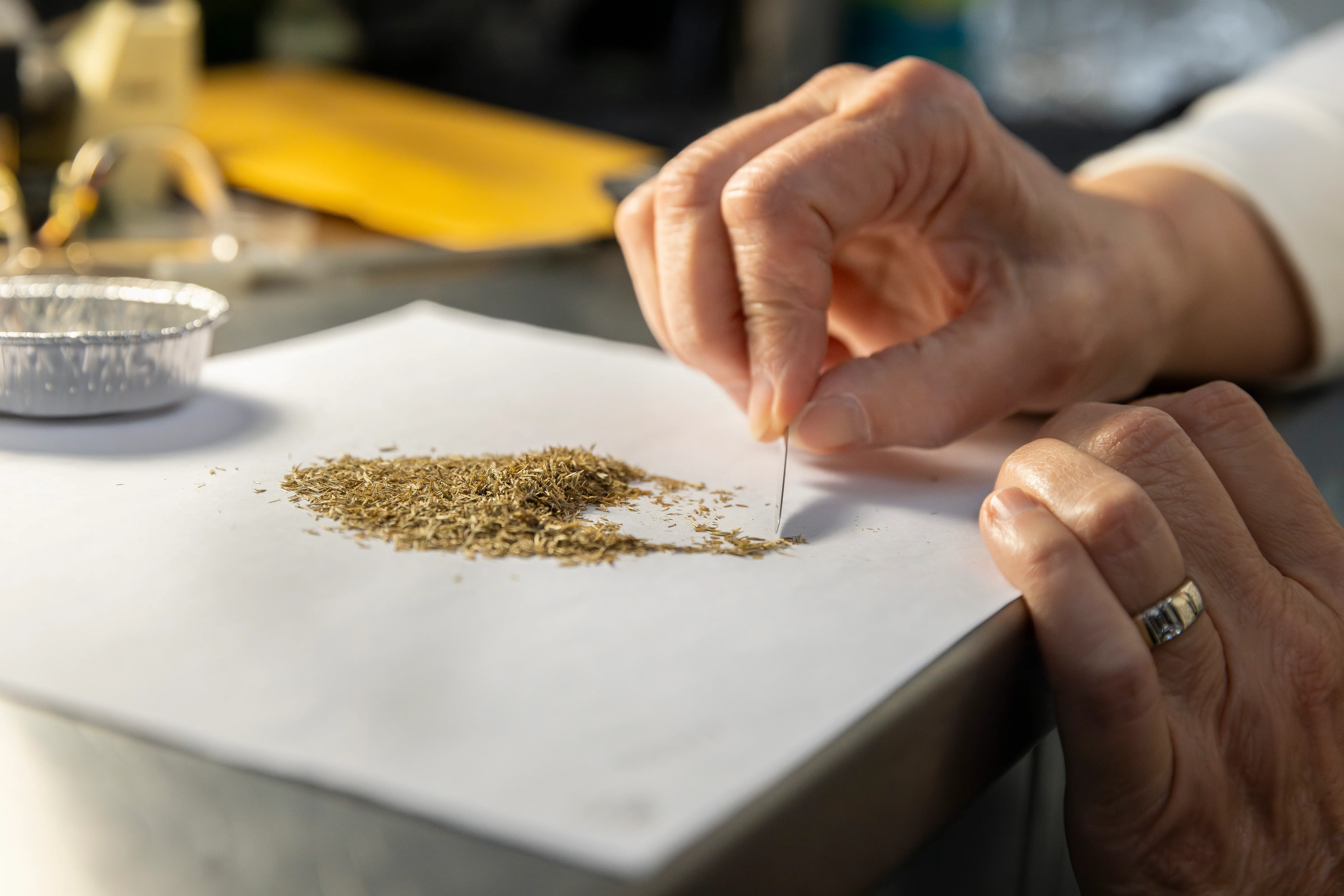 A volunteer cleans seeds to prepare them for storage in the Dixon National Tallgrass Prairie Seed Bank at the Chicago Botanic Garden