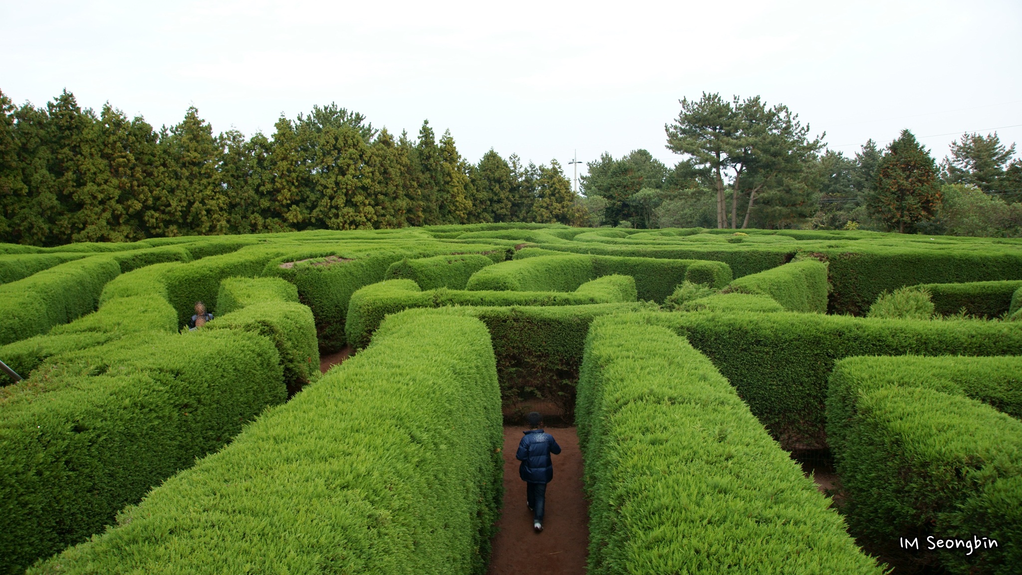 A person walking along a path through a large green hedge maze