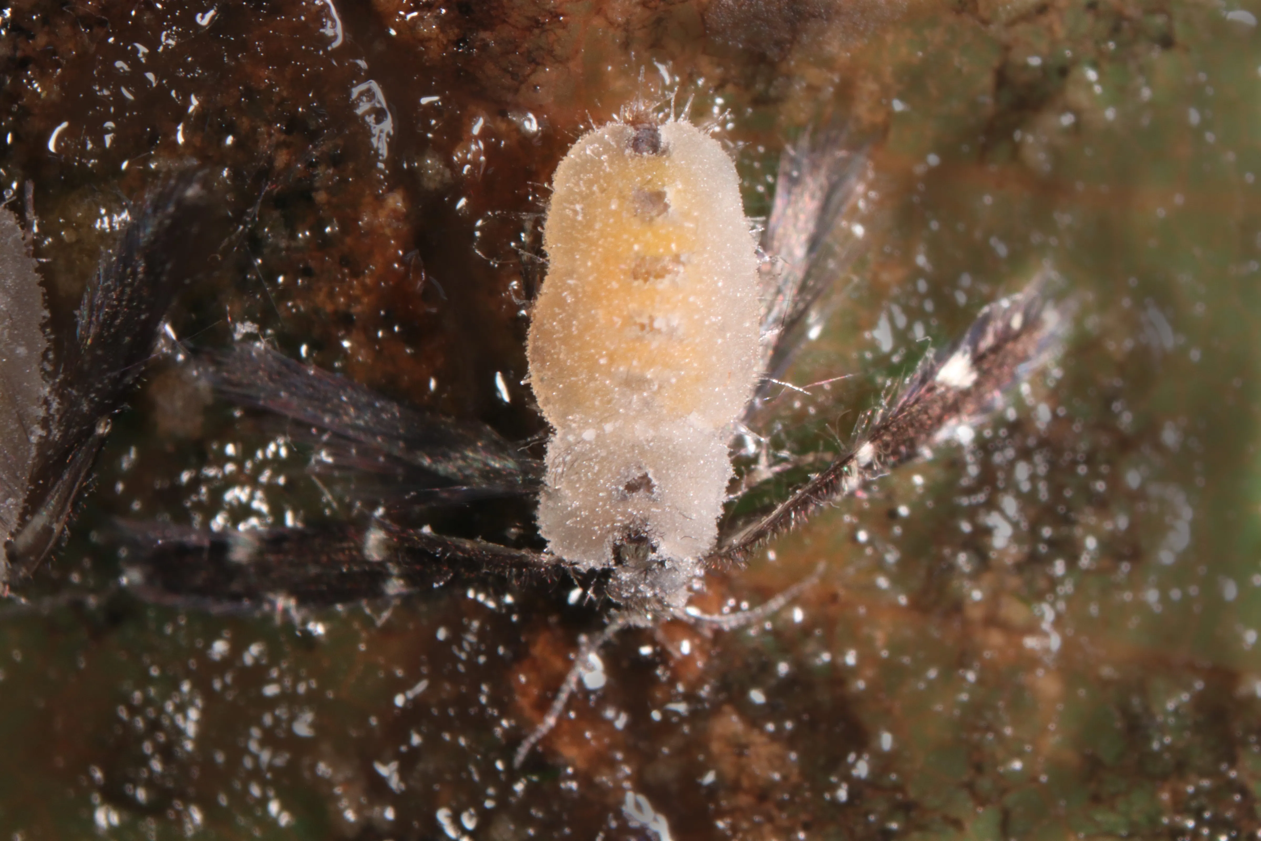 A caddisfly covered in the pale, fuzzy growth of the fungus Erynia curvispora, resting on a wet rock