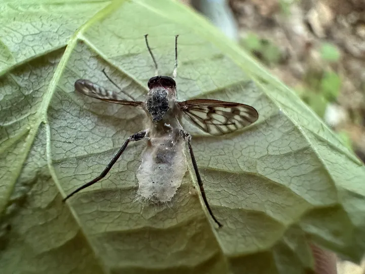 A snipe fly on a green leaf, its abdomen swollen with the white fungal growth of Furia ithacensis