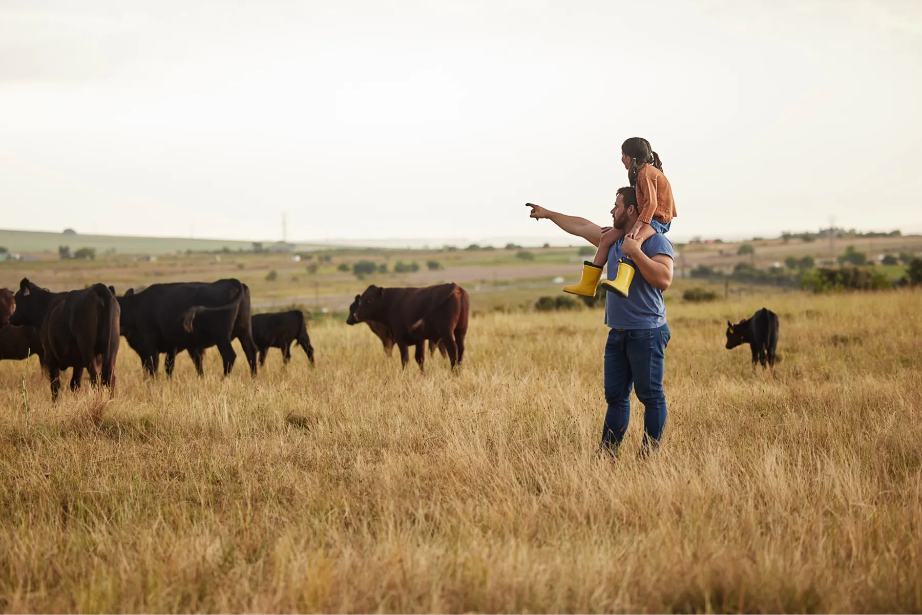 A farmer carrying a child on his shoulders points across a grassland pasture where black and brown cattle are grazing
