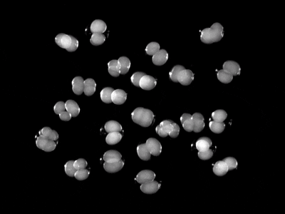 Time-lapse of dozens of sea star embryos dividing from single cells into multicellular clusters against a black background