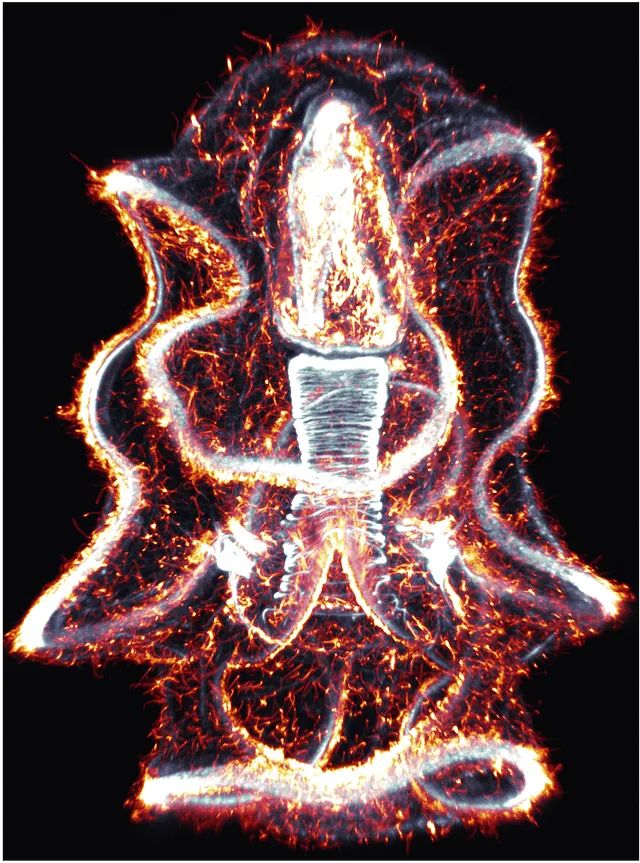A preserved sea star larva glowing white and orange, with structural proteins labeled by fluorescent stains