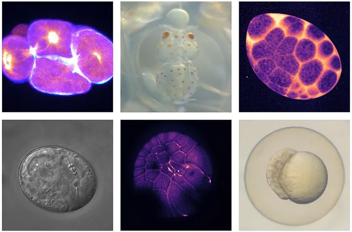 Grid of six microscopy images of animal embryos, some fluorescently labeled in purple and orange, others in brightfield