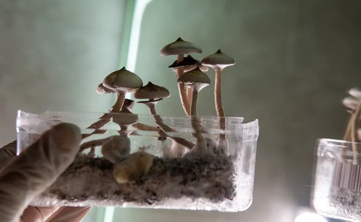 A gloved hand holding a clear plastic container of psilocybin mushrooms growing in substrate