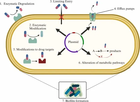 Example of an antibiotic-resistant bacterium showing seven mechanisms of resistance: enzymatic degradation, enzymatic modification, limiting entry, efflux pumps, modifications to drug targets, alteration of metabolic pathways, and biofilm formation