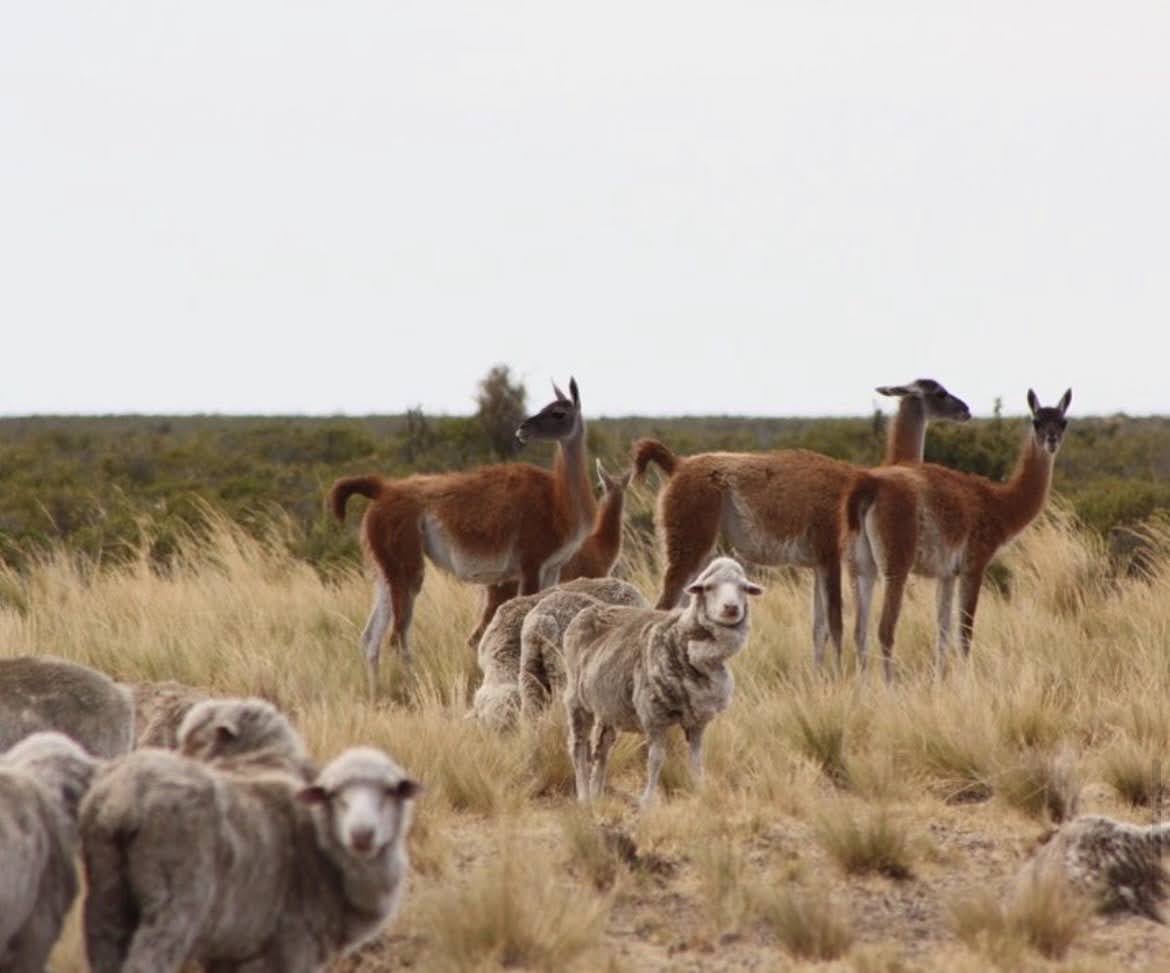Sheep and guanacos grazing together in the Patagonian Steppe