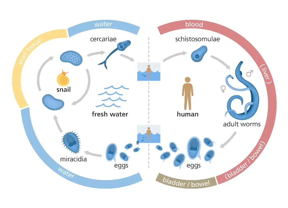 Figure 1: A simple overview of the Schistosoma spp. transmission cycle involving humans, snails, freshwater bodies, and the various stages of the parasite that travels throughout those three environments (source: Laura Olivares Boldú / Wellcome Connecting Science; accessed through [Drugs for Neglected Diseases Initiative](https://dndi.org/diseases/parasitic-worms/schistosomiasis/facts/)).